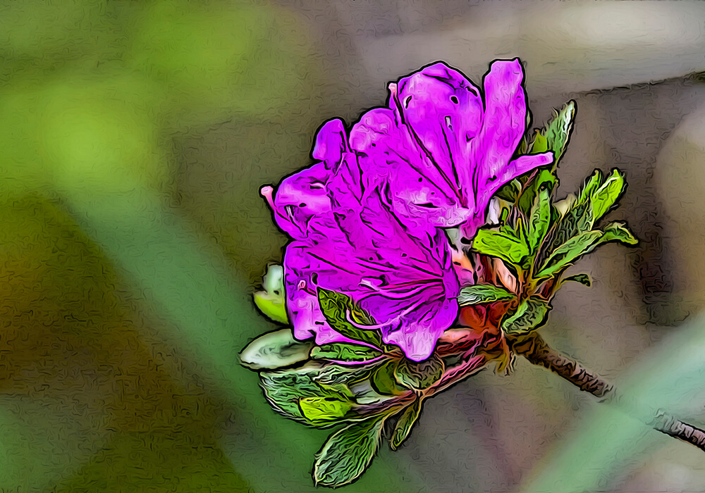 ミヤマキリシマの育て方と花色など植物の特徴をわかりやすく解説