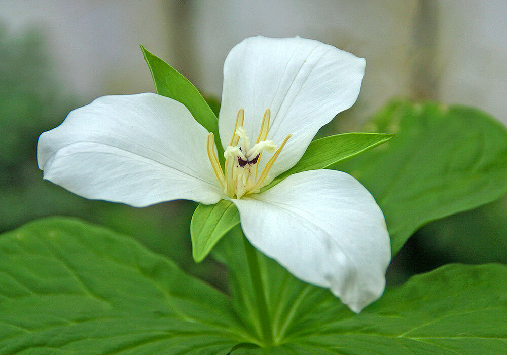 オオバナノエンレイソウの花