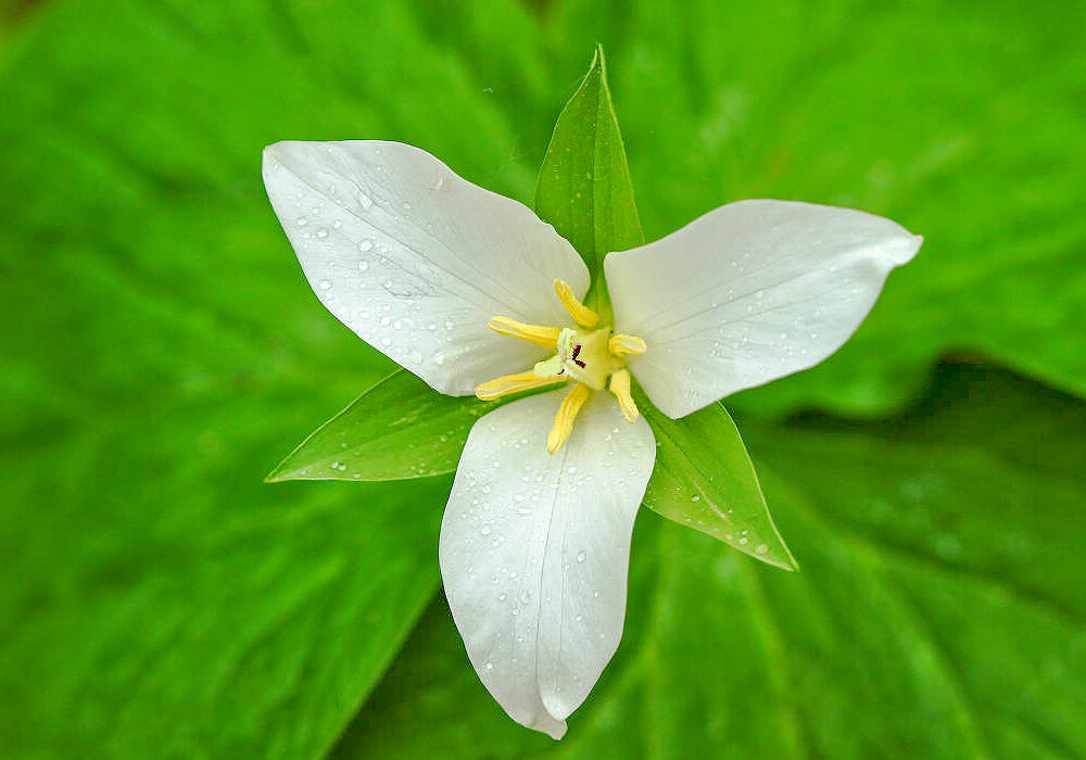 オオバナノエンレイソウの花の拡大