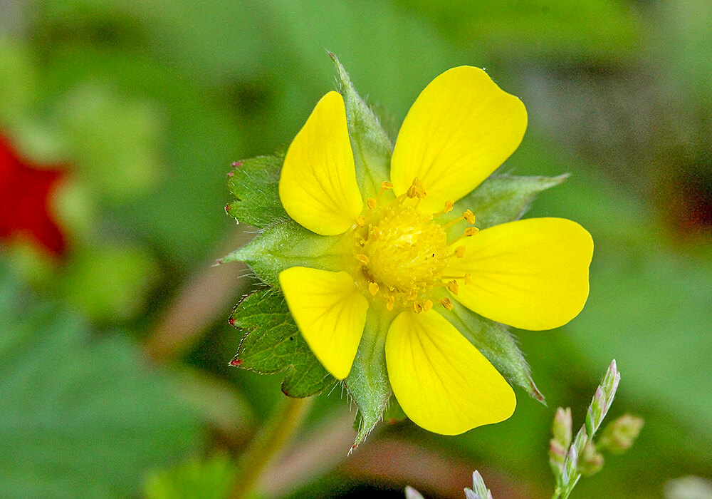 ヘビイチゴの花の拡大