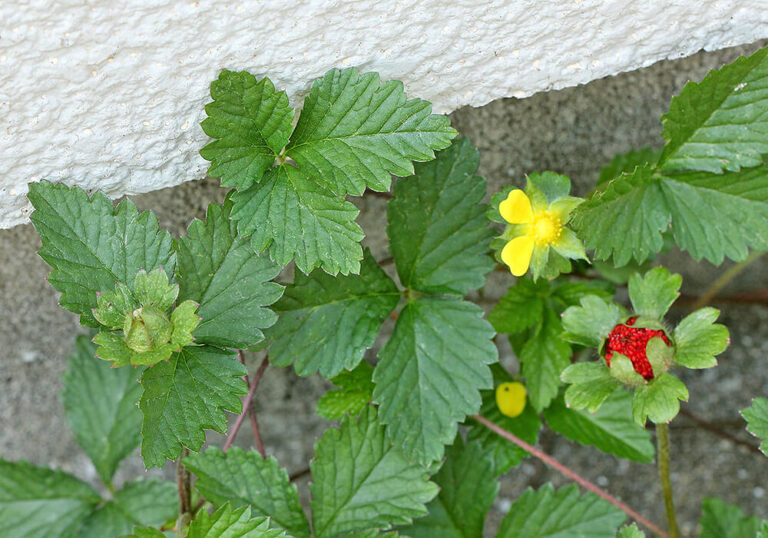 ヘビイチゴの育て方と果実の味など植物の特徴をわかりやすく解説