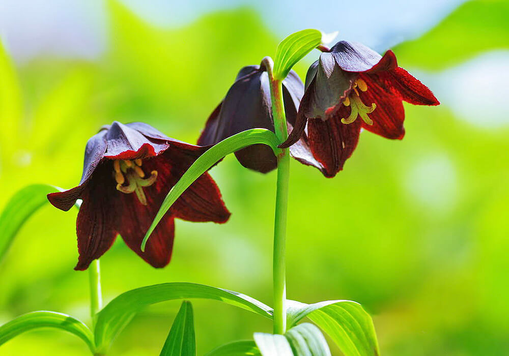 下から見たクロユリの花