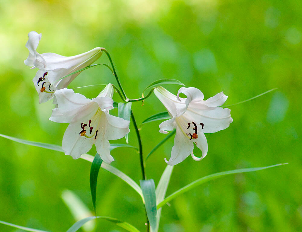 白いササユリの花