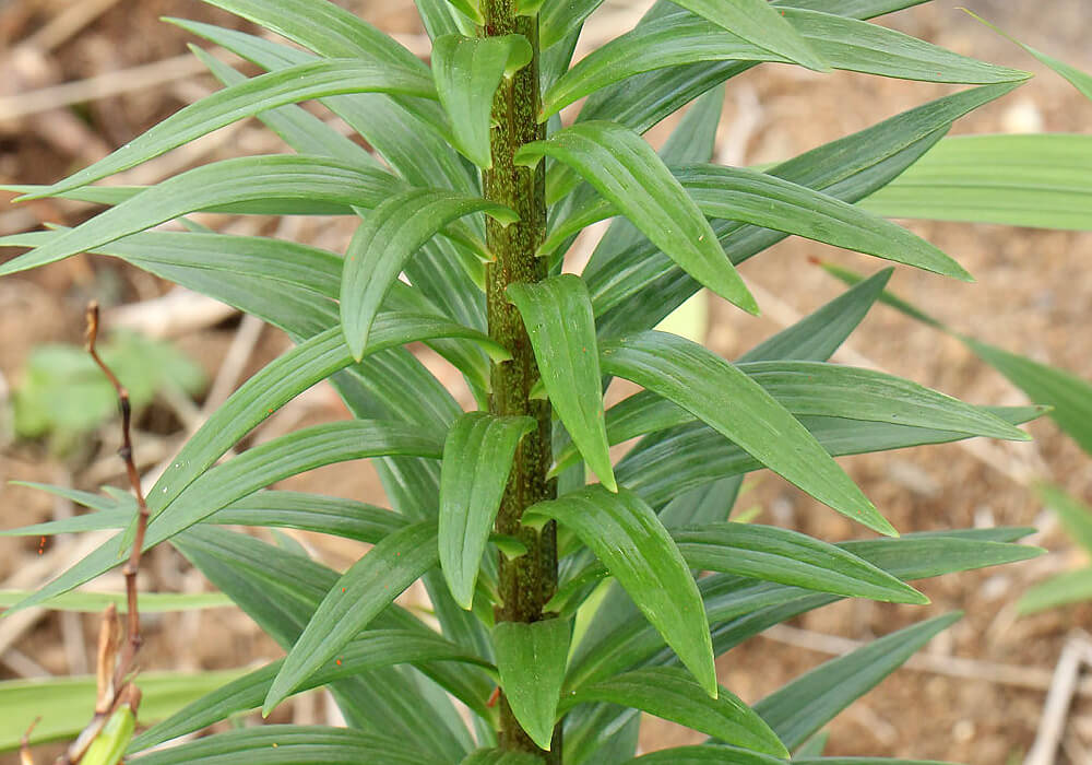 スカシユリの茎と葉