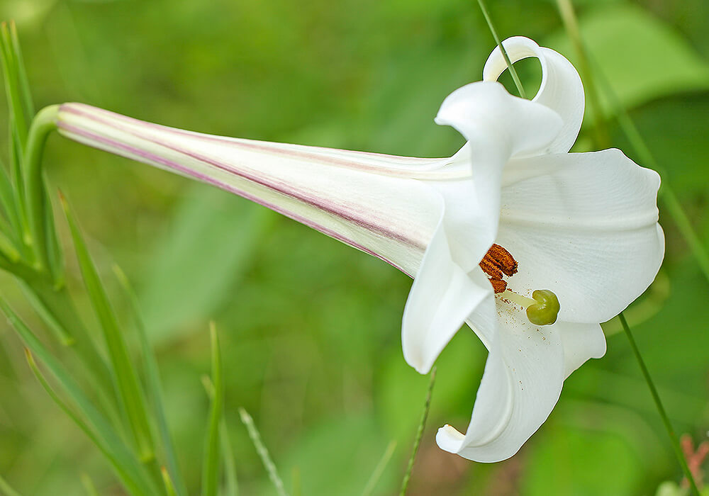 タカサゴユリの花