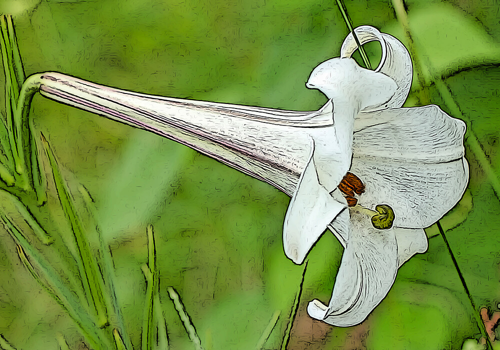 タカサゴユリを球根や種から育てる方法と植物の特徴をわかりやすく解説