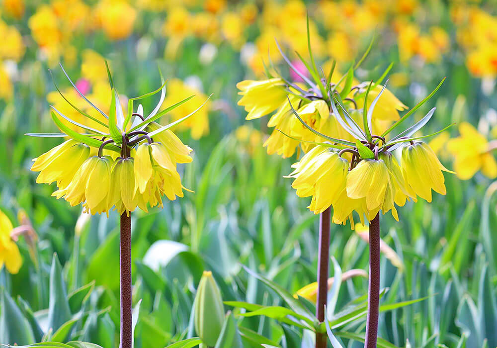 ヨウラクユリの黄色い花