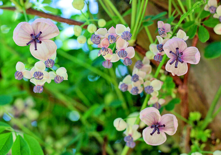 アケビの育て方と花や果実など植物の特徴をわかりやすく解説