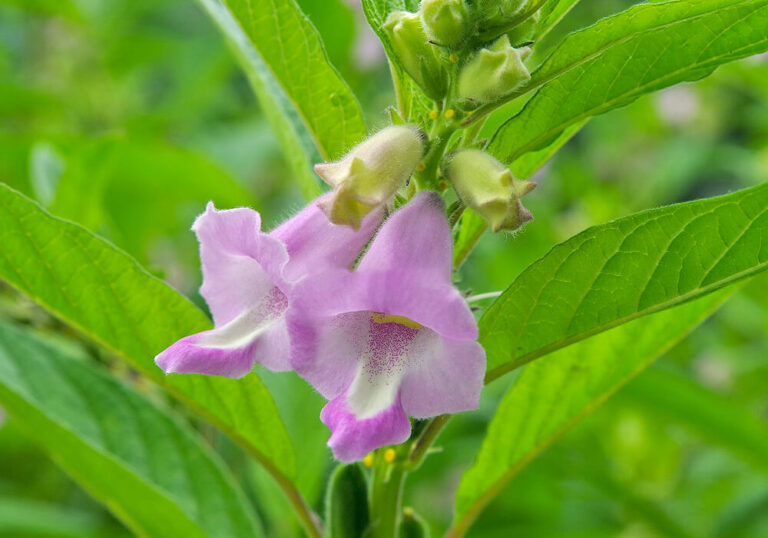ゴマ（胡麻）を種から育てて収穫する方法と植物の特徴をわかりやすく解説