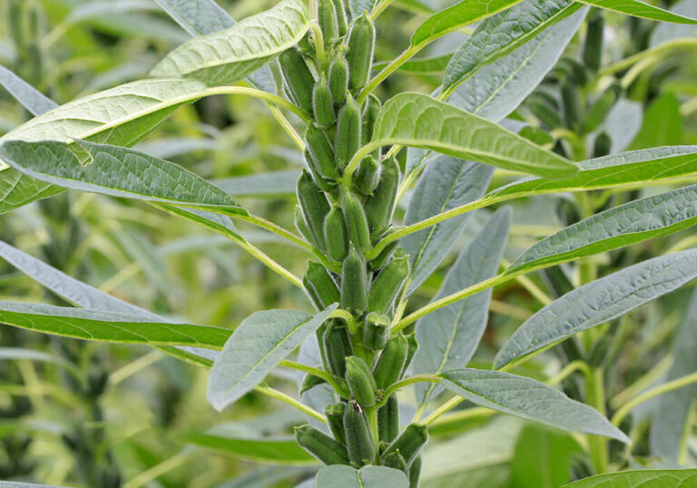 ゴマ（胡麻）を種から育てて収穫する方法と植物の特徴をわかりやすく解説