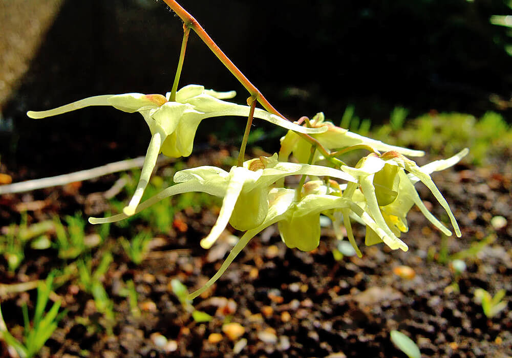キバナイカリソウの花