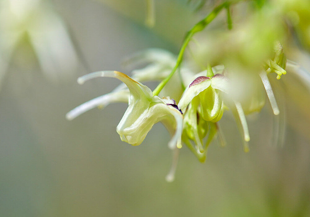 キバナイカリソウの開花