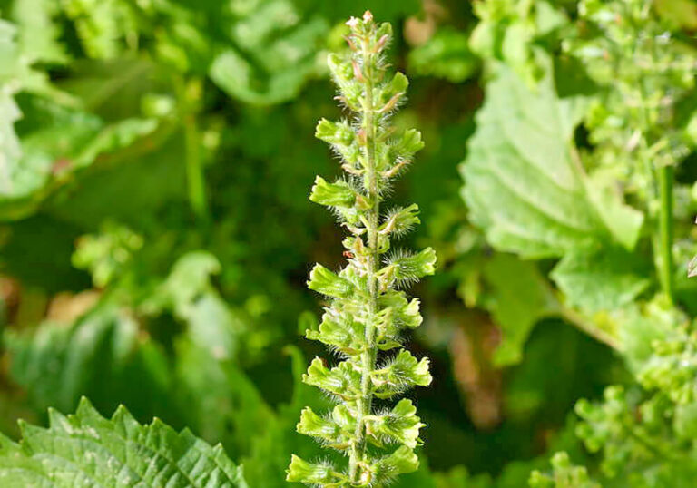 シソ（紫蘇）の育て方と花や葉など植物の特徴をわかりやすく解説