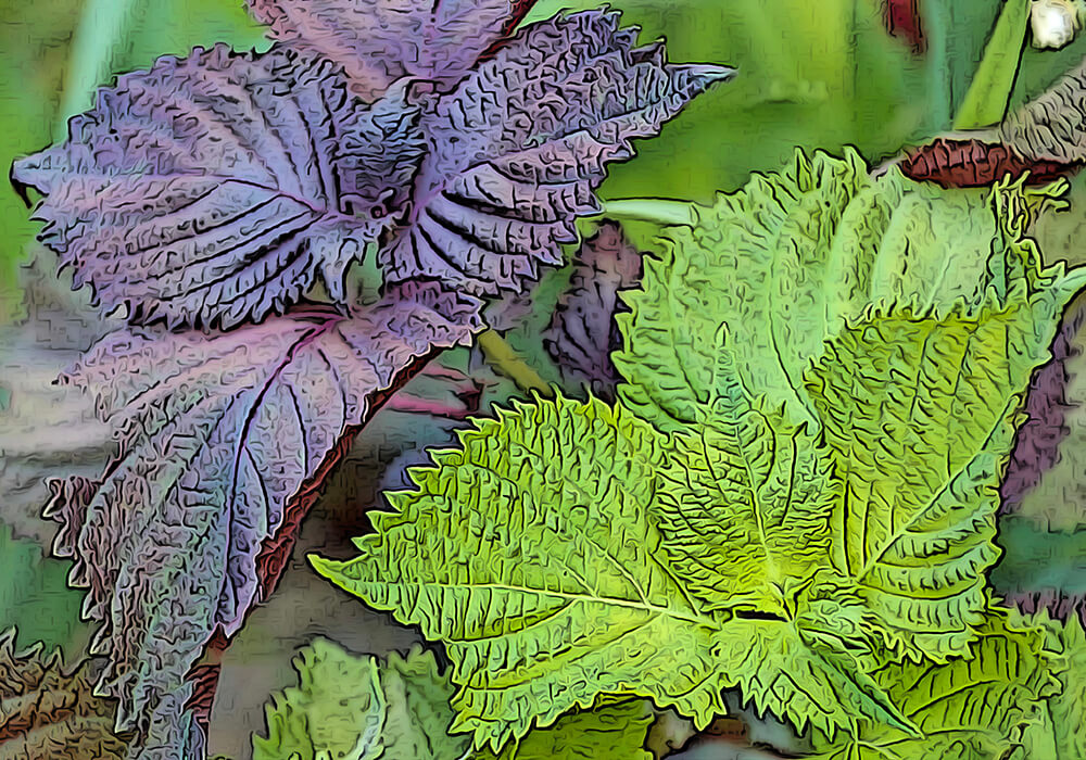 シソ（紫蘇）の育て方と花や葉など植物の特徴をわかりやすく解説