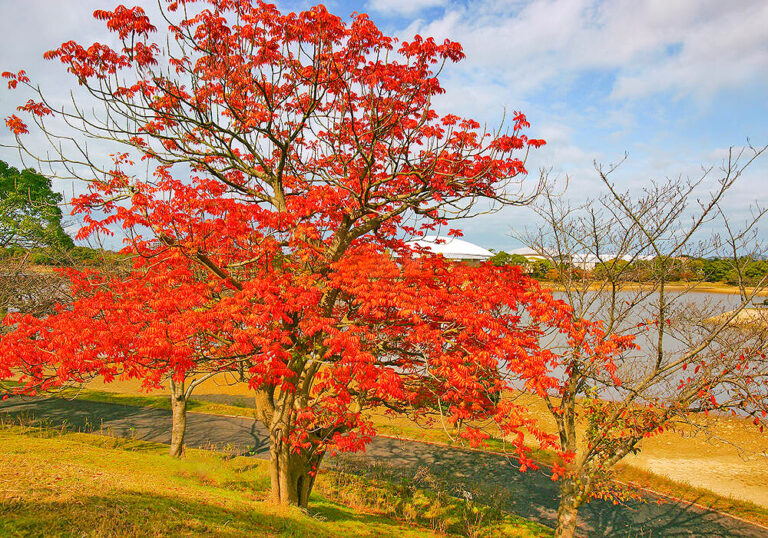 ハゼノキの育て方と実や紅葉など植物の特徴をわかりやすく解説