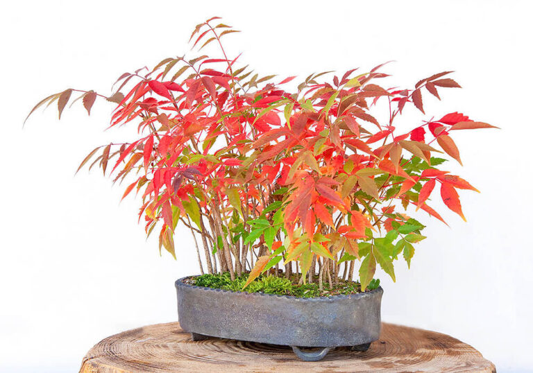 ハゼノキの育て方と実や紅葉など植物の特徴をわかりやすく解説