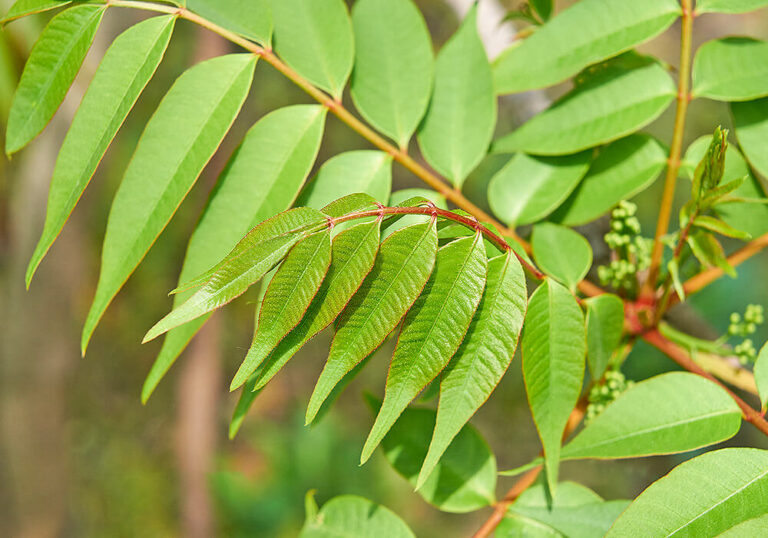 ハゼノキの育て方と実や紅葉など植物の特徴をわかりやすく解説