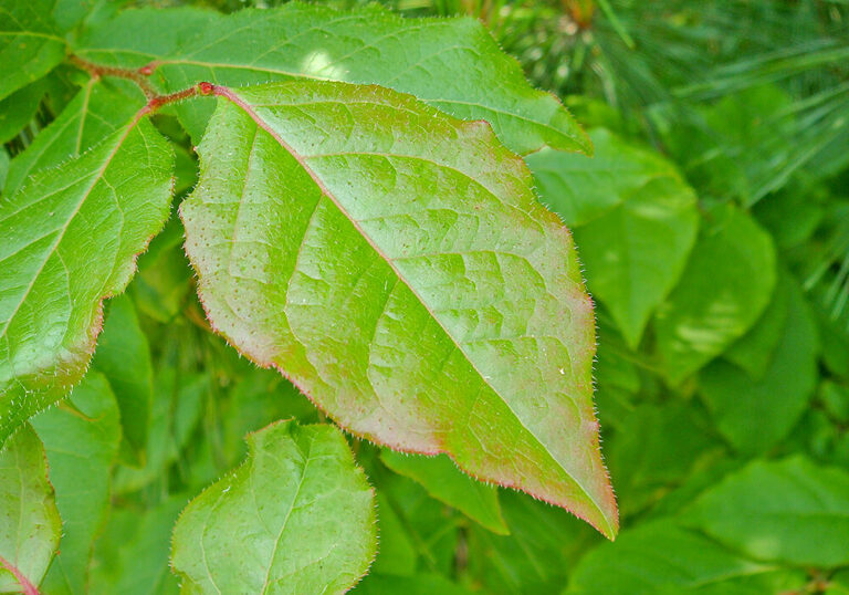 ナツハゼの育て方と実や花など植物の特徴をわかりやすく解説