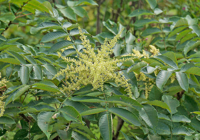 ヌルデ(白膠木)の育て方と葉や虫こぶなど植物の特徴をわかりやすく解説