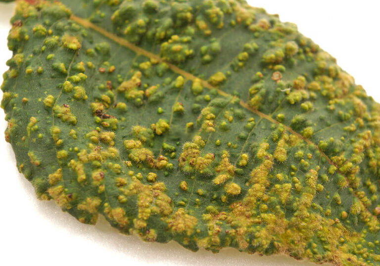 ヌルデ(白膠木)の育て方と葉や虫こぶなど植物の特徴をわかりやすく解説
