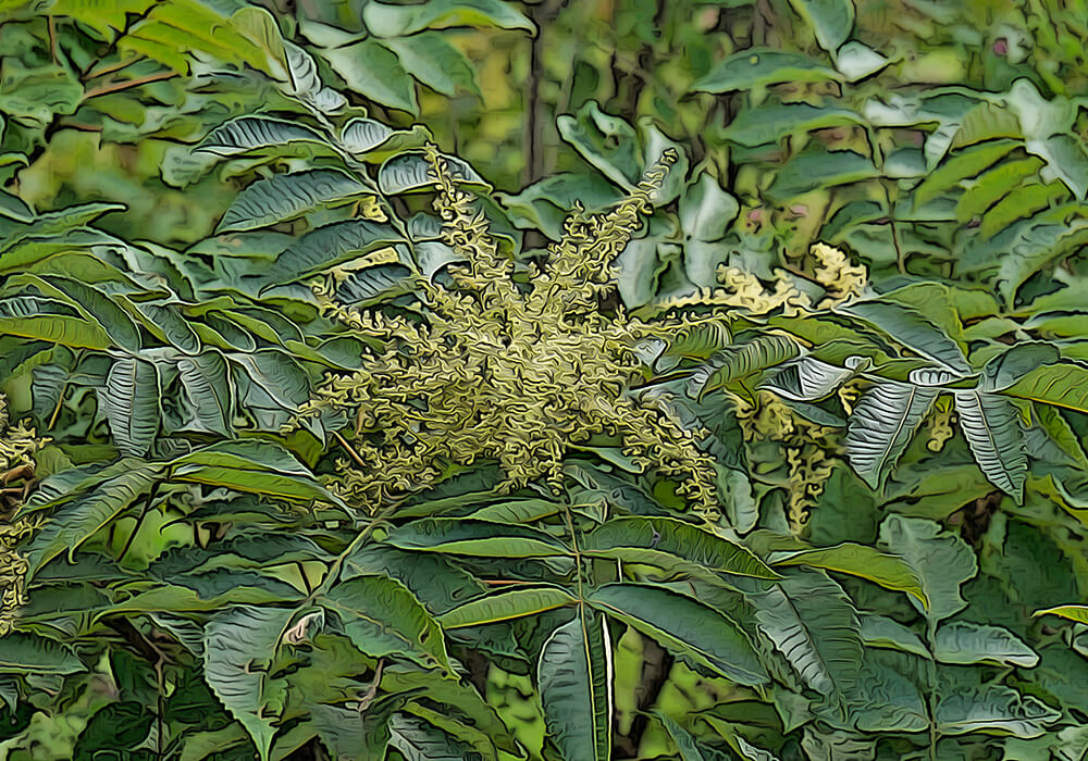 ヌルデ(白膠木)の育て方と葉や虫こぶなど植物の特徴をわかりやすく解説