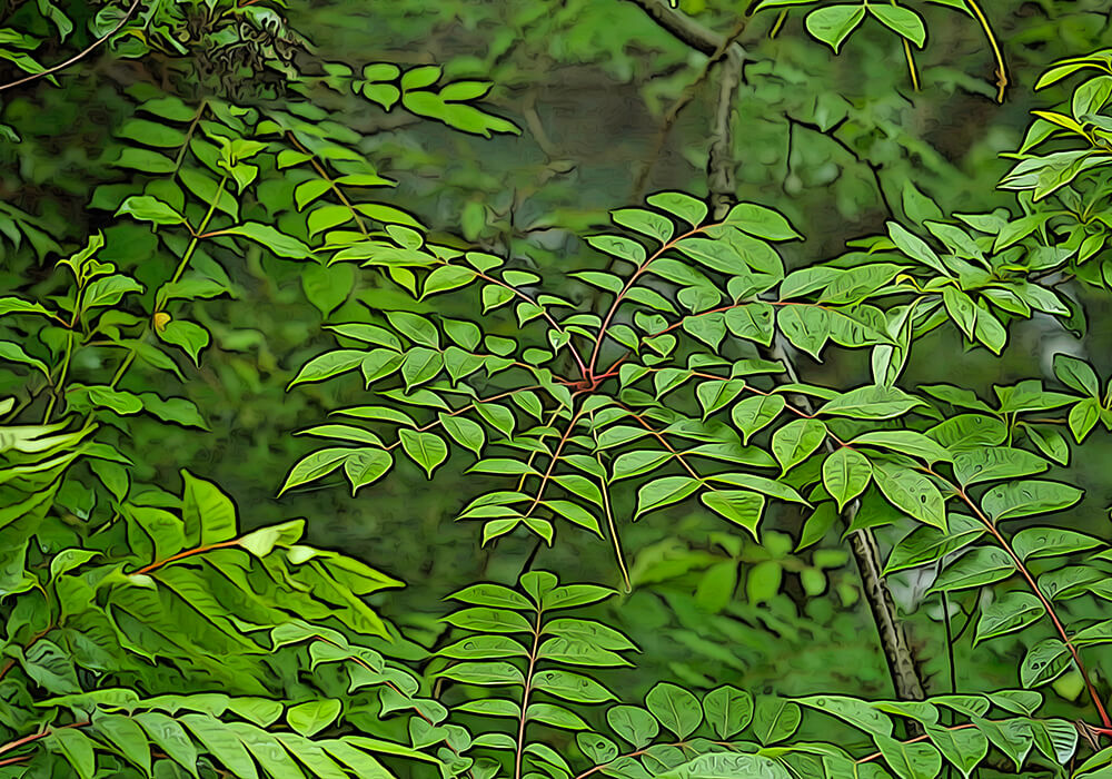 ウルシに近い植物 – ウルシ 図鑑 , ヤマウルシ（山漆） – DCPSMW