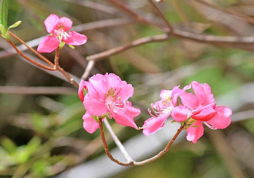 ムラサキヤシオの開花