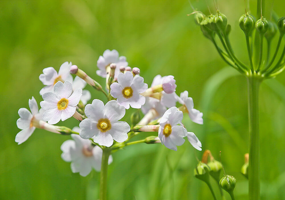 クリンソウの白い花