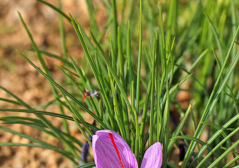 【香辛料】サフランの育て方と花や葉など植物の特徴をわかりやすく解説