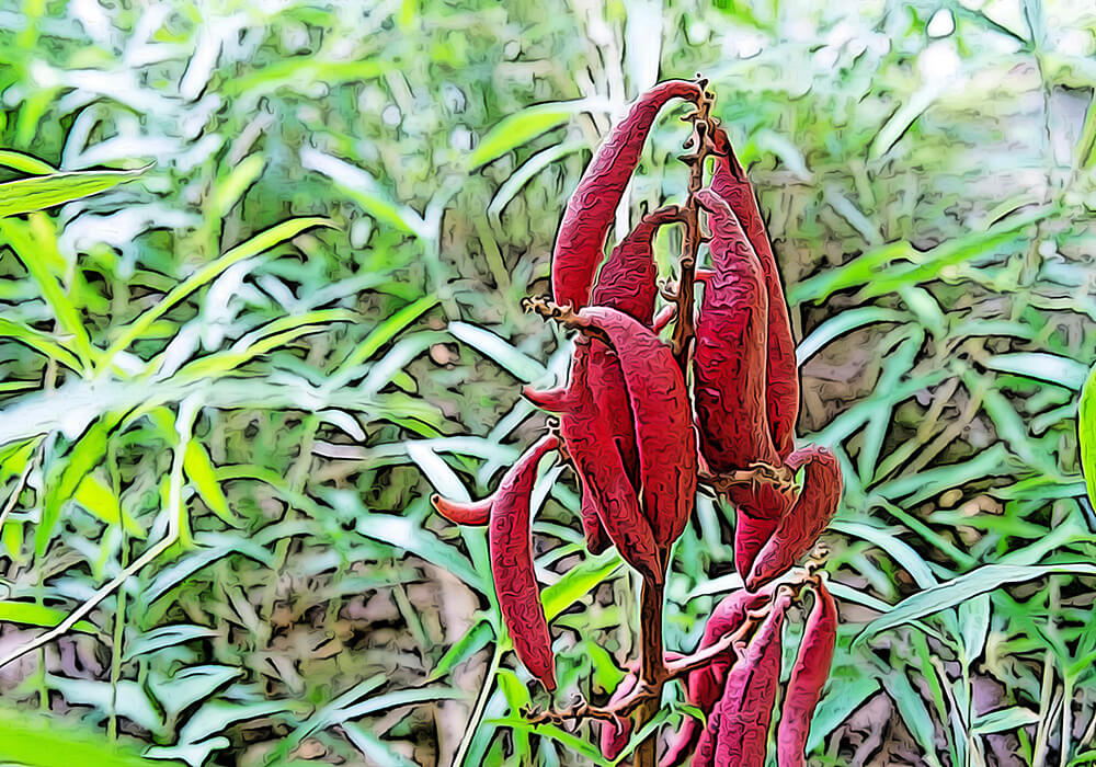 ツチアケビの育て方と花や実など植物の特徴をわかりやすく解説