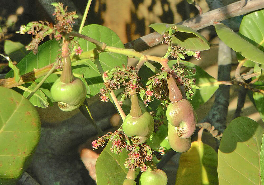 カシューナッツの花と果実