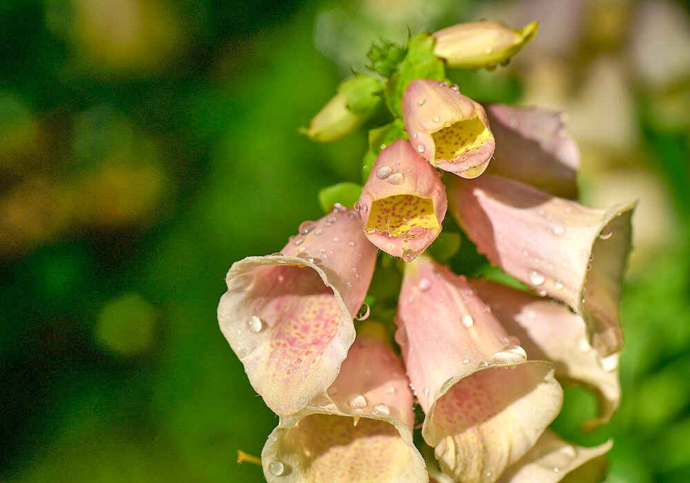淡いピンクのジギタリス