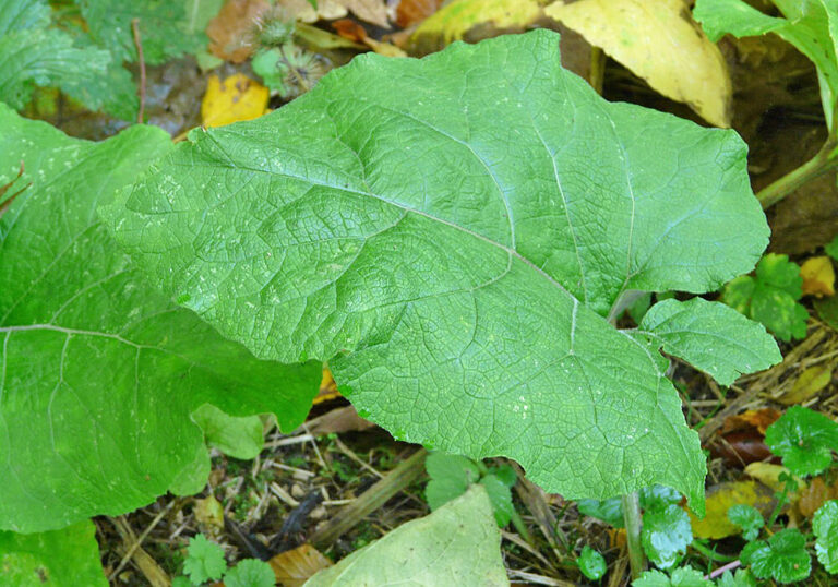美味しいゴボウを収穫する育て方と植物の特徴をわかりやすく解説