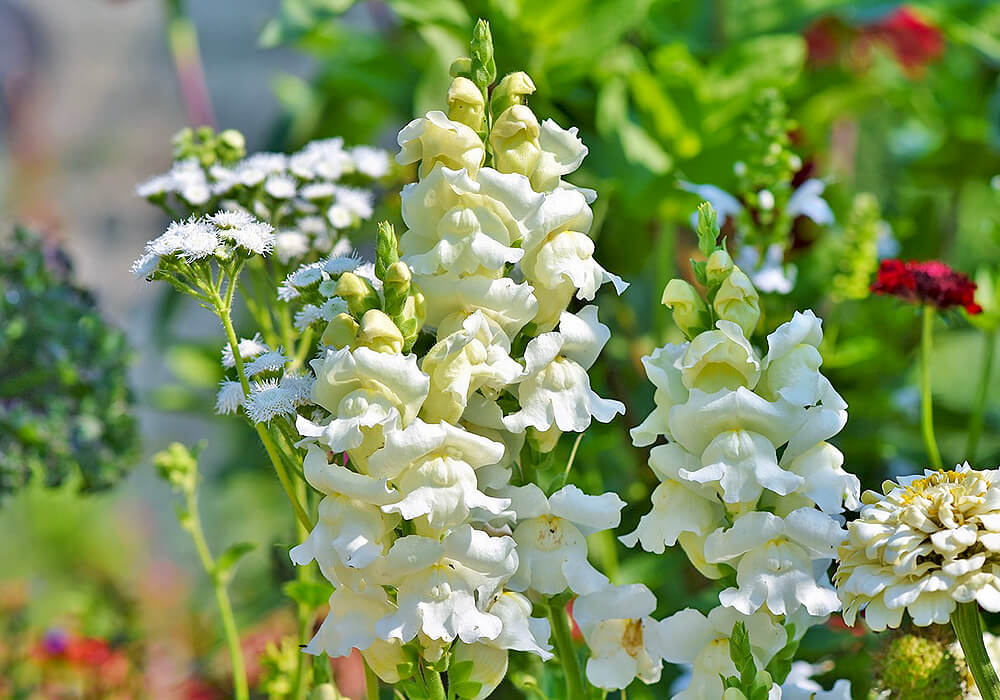 白いキンギョソウ