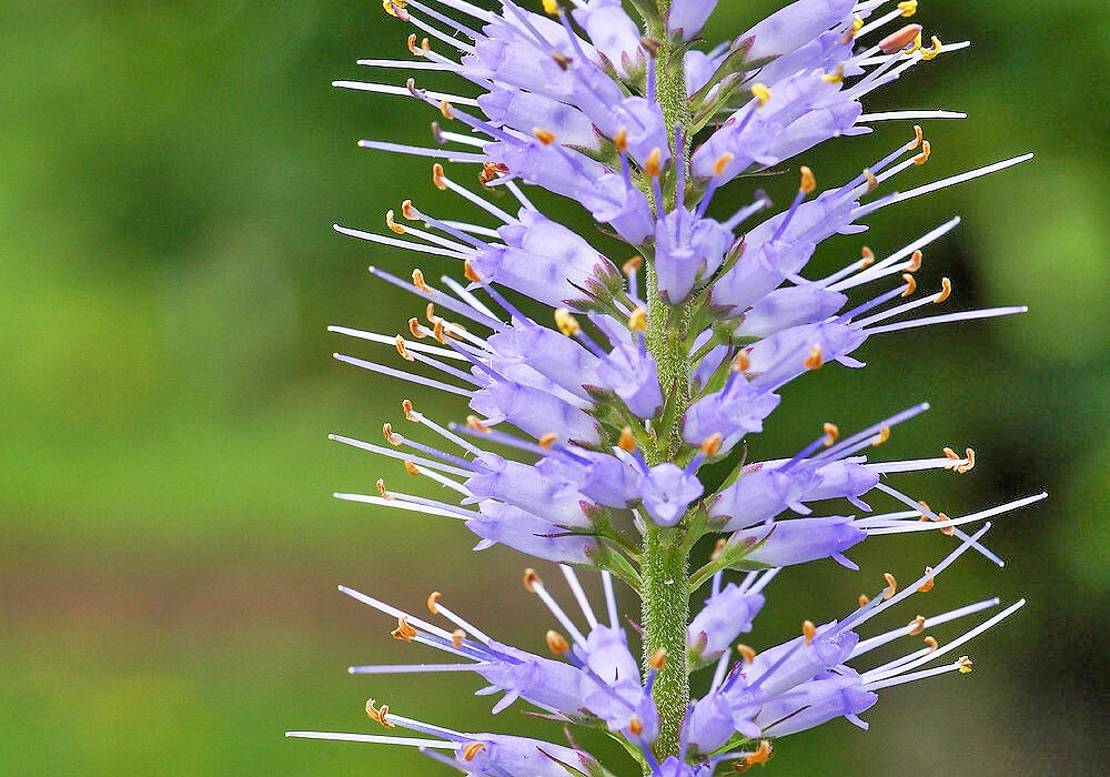 クガイソウの花の拡大