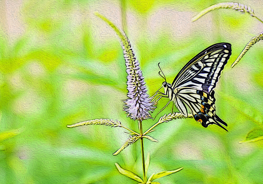 クガイソウの植物図鑑と育て方