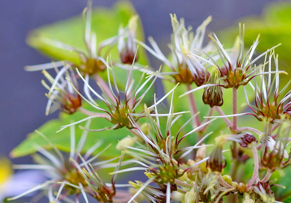 クサボタンの果実の拡大