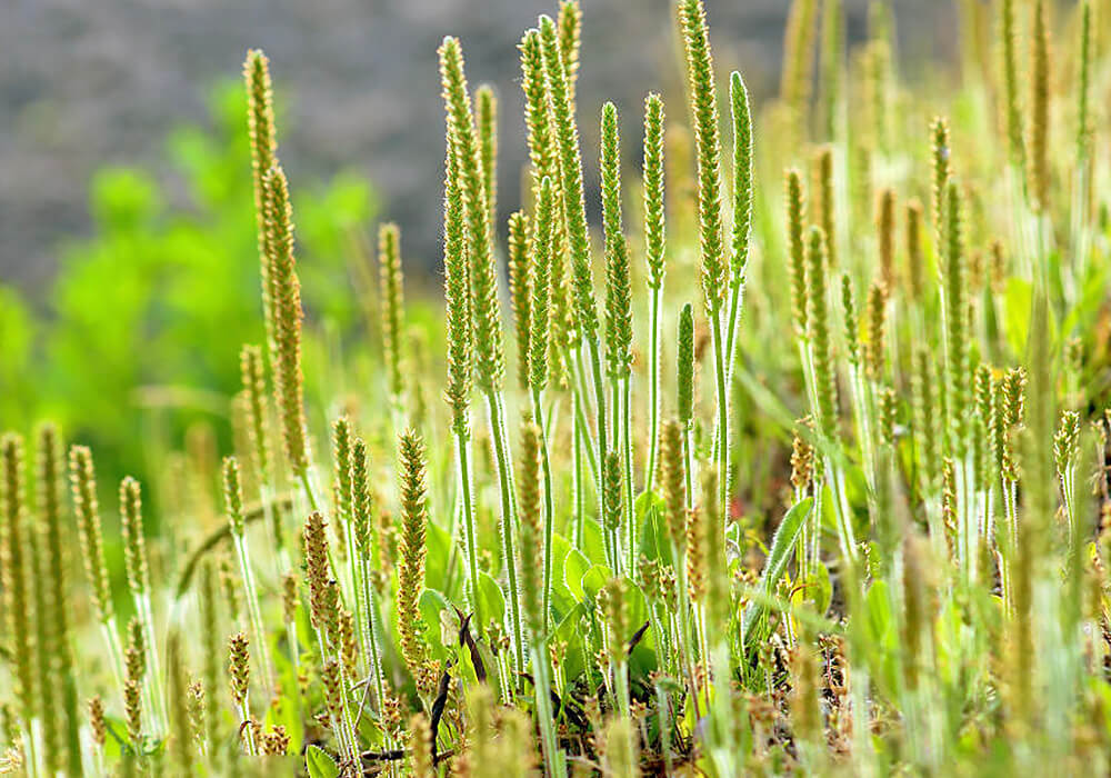 オオバコの芽出し