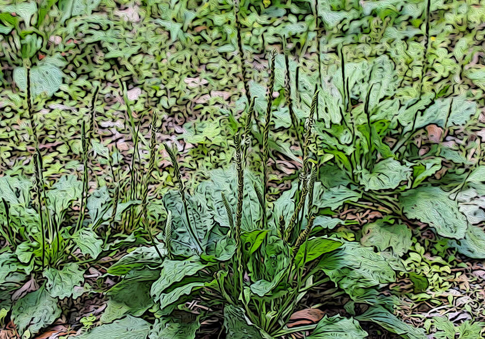オオバコの植物図鑑と育て方