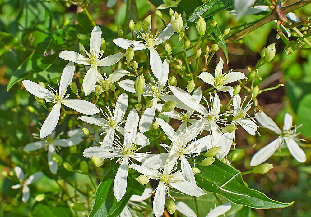 センニンソウの花