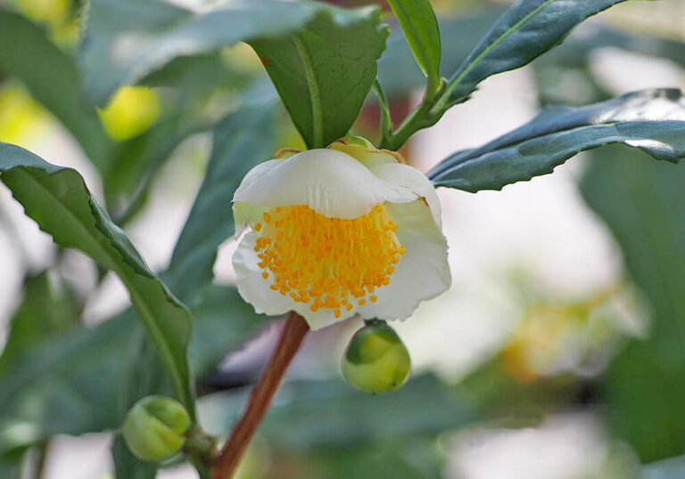 チャノキ(茶の木)の育て方と植物の特徴をわかりやすく解説
