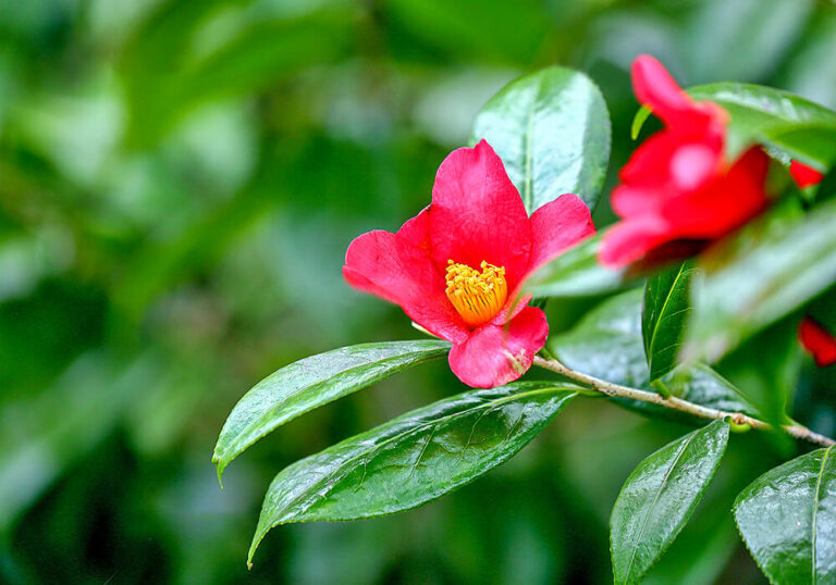 ユキツバキ（雪椿）の育て方と植物の特徴をわかりやすく解説