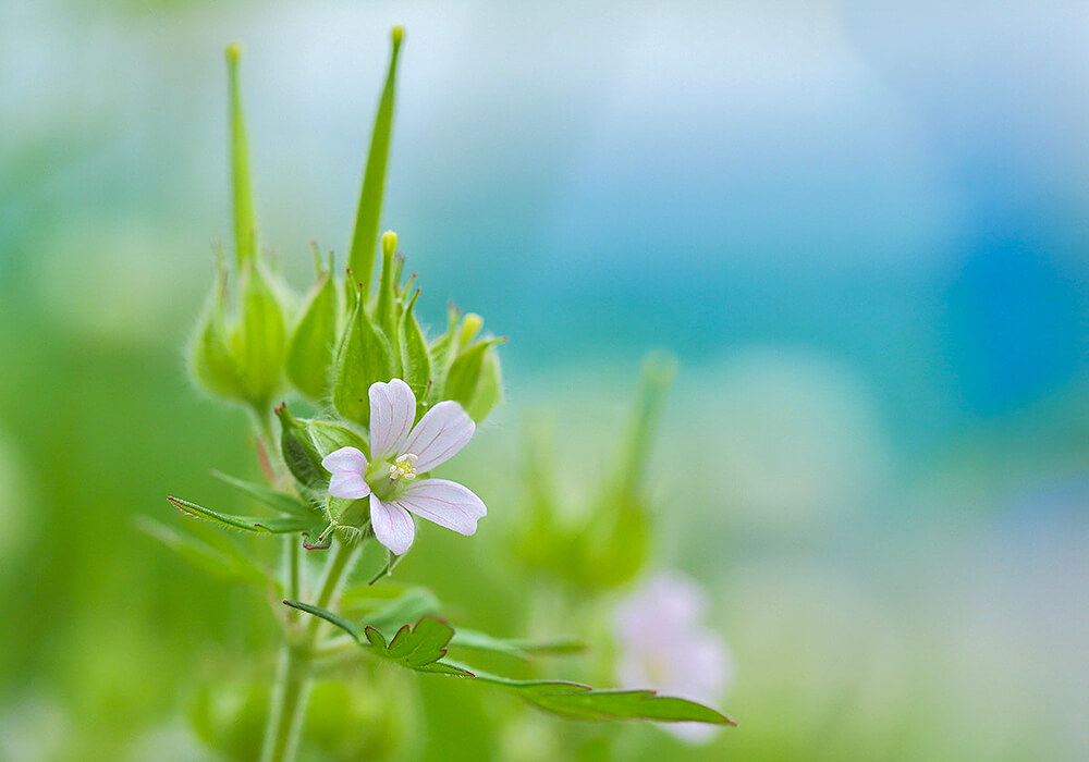 アメリカフウロの開花
