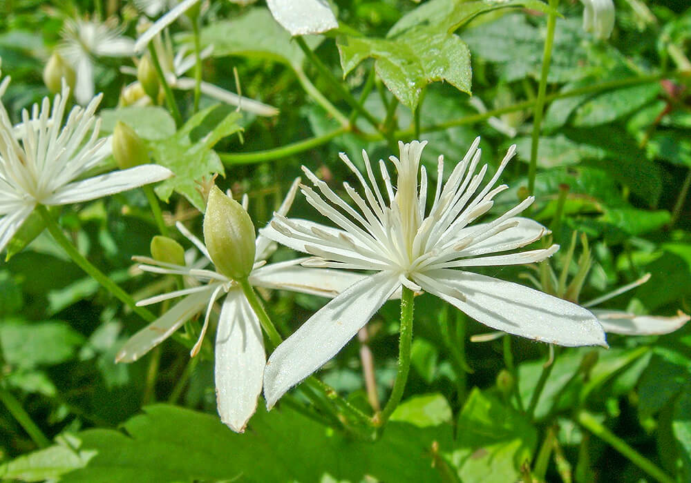 ボタンヅルの花