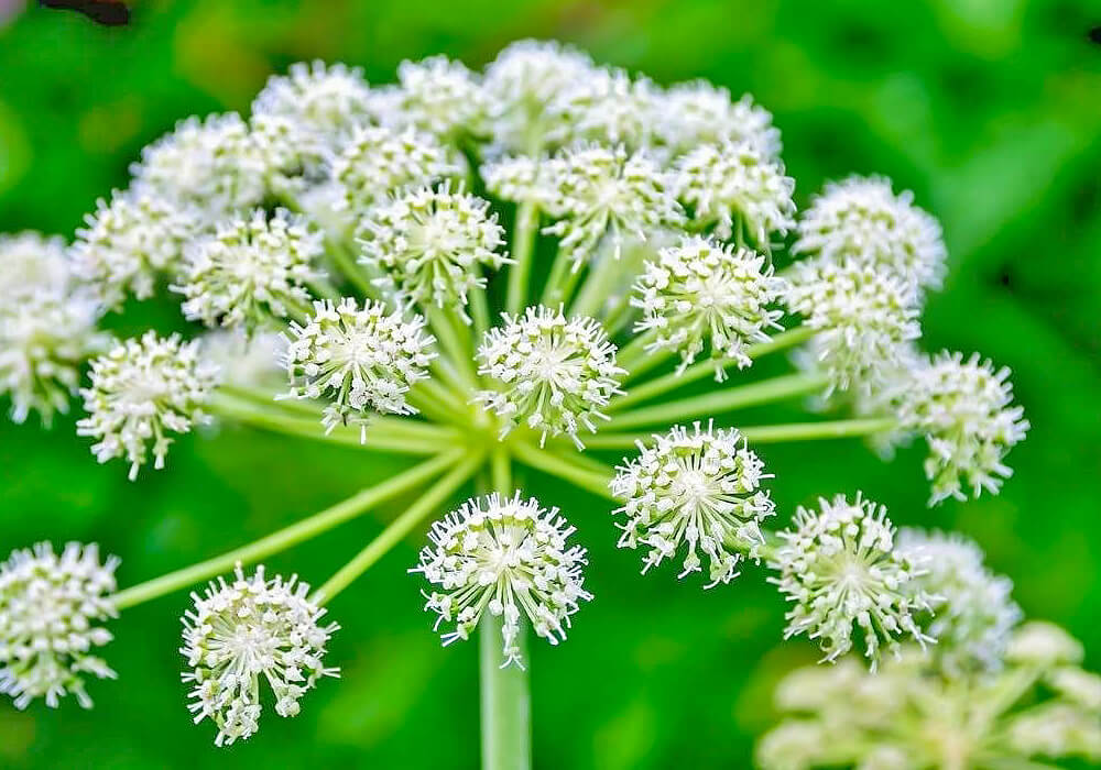 ドクゼリの花の拡大