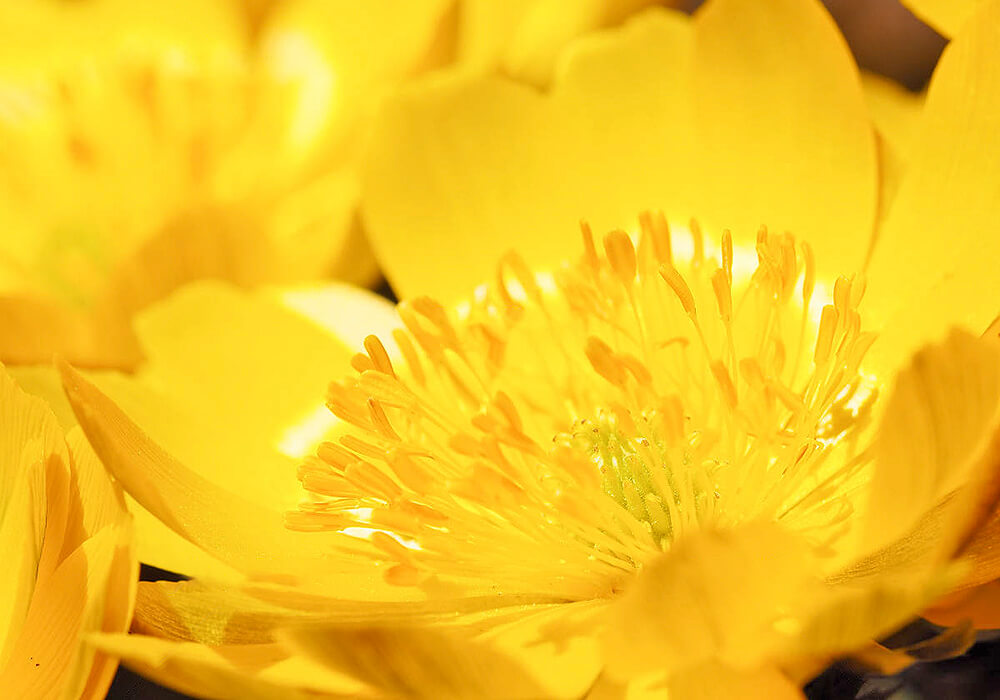 フクジュソウの花の拡大