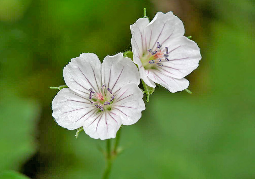 ゲンノショウコの白い花