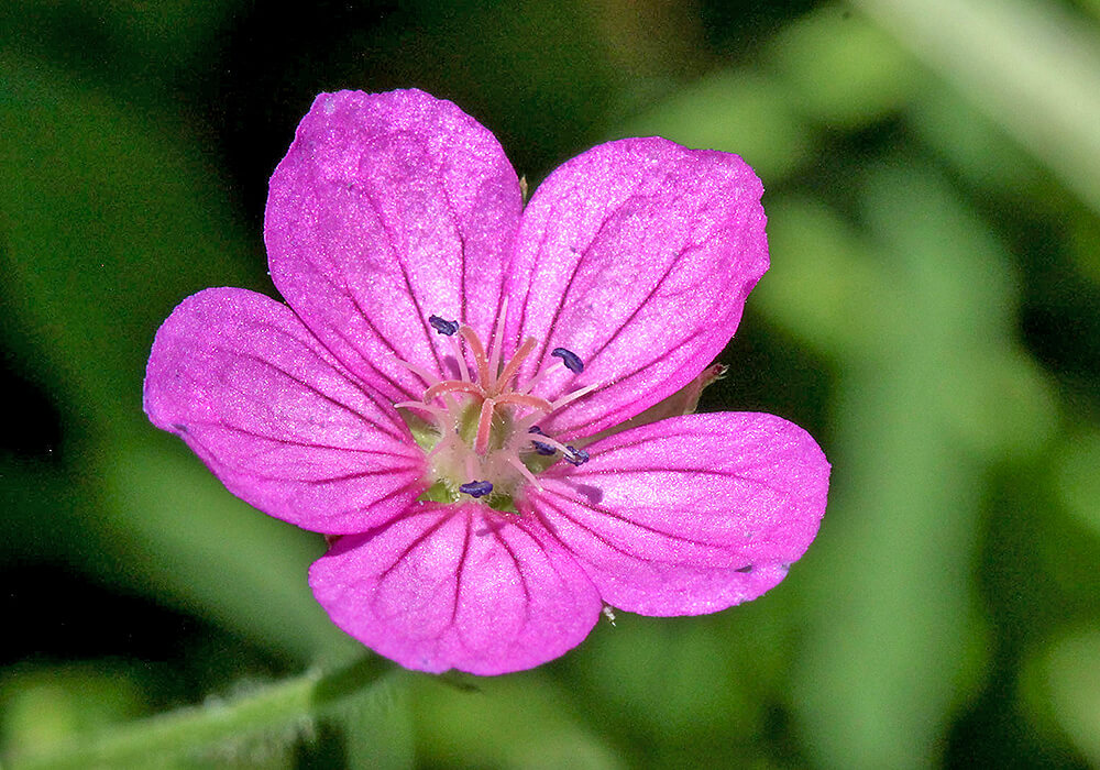 ゲンノショウコの花の拡大