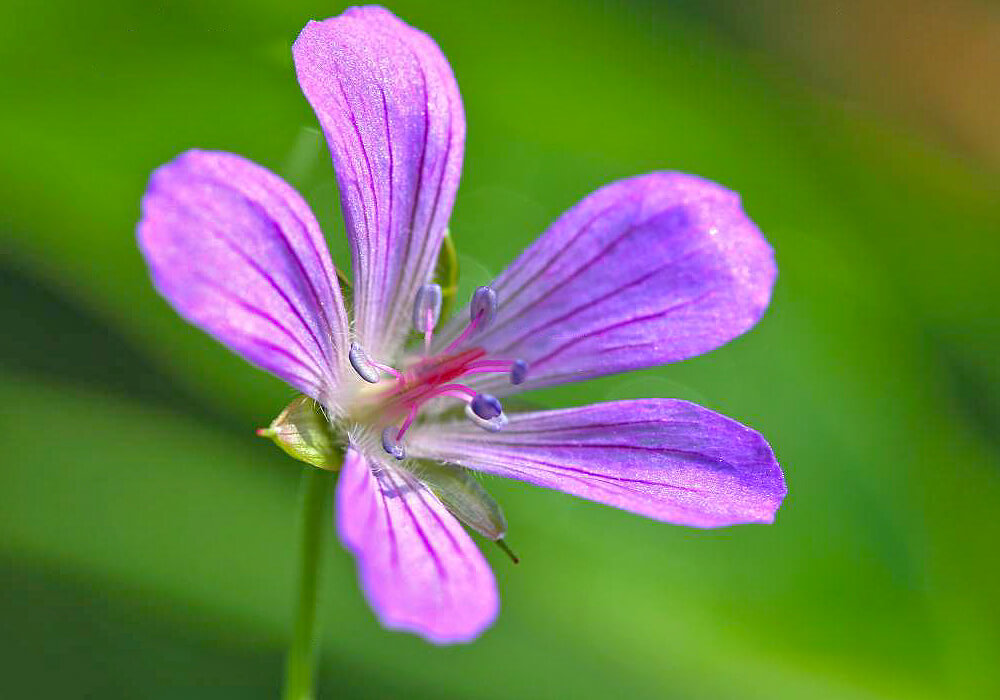 ハクサンフウロの花の拡大