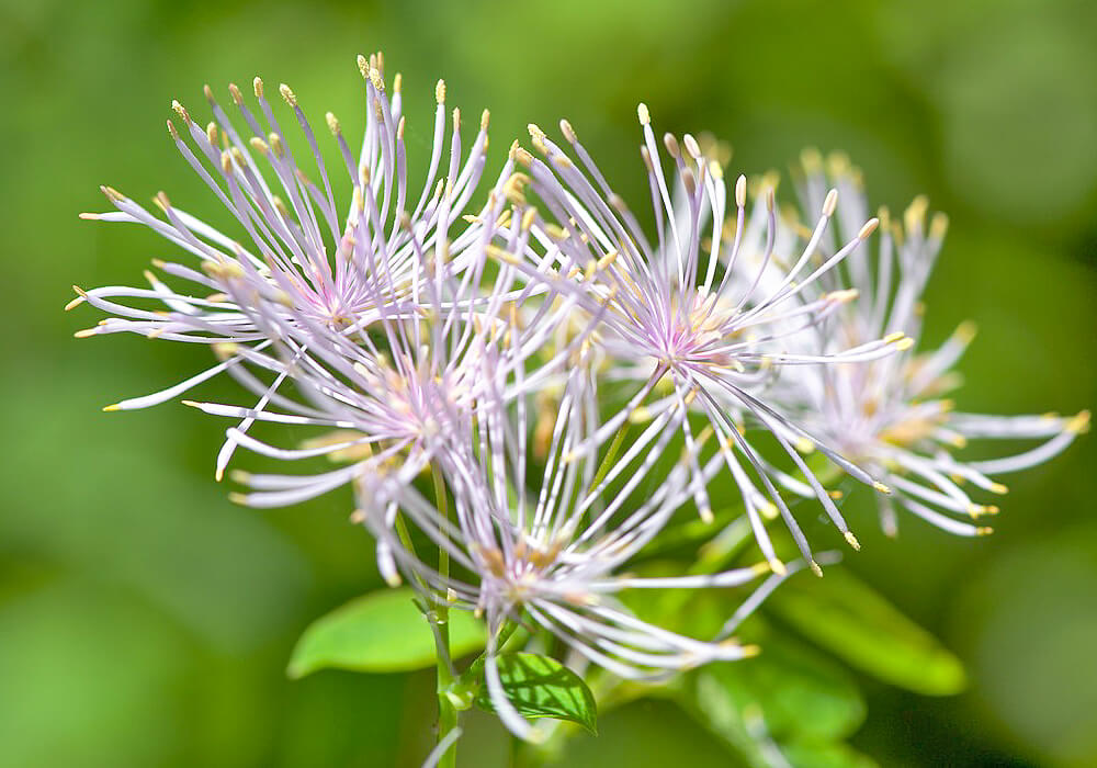 カラマツソウの花の拡大